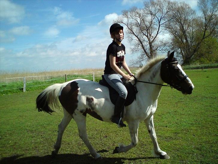 Pinto Shandie  billede 17