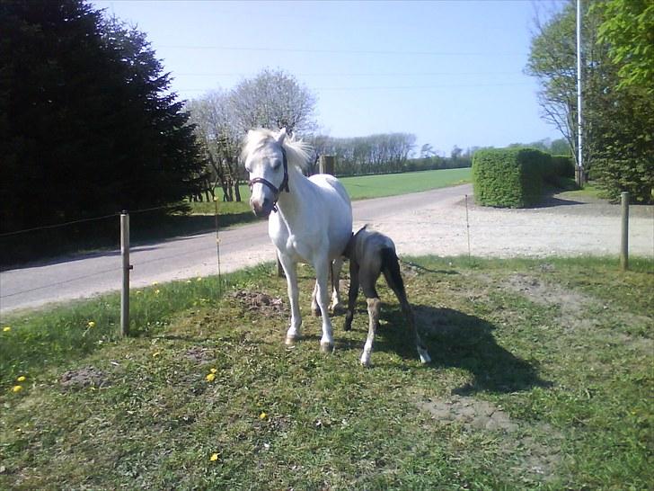 Welsh Pony af Cob-type (sec C) gribsvads bimbu - filipa med sit 2 føl. tidsel,lady columbine billede 2