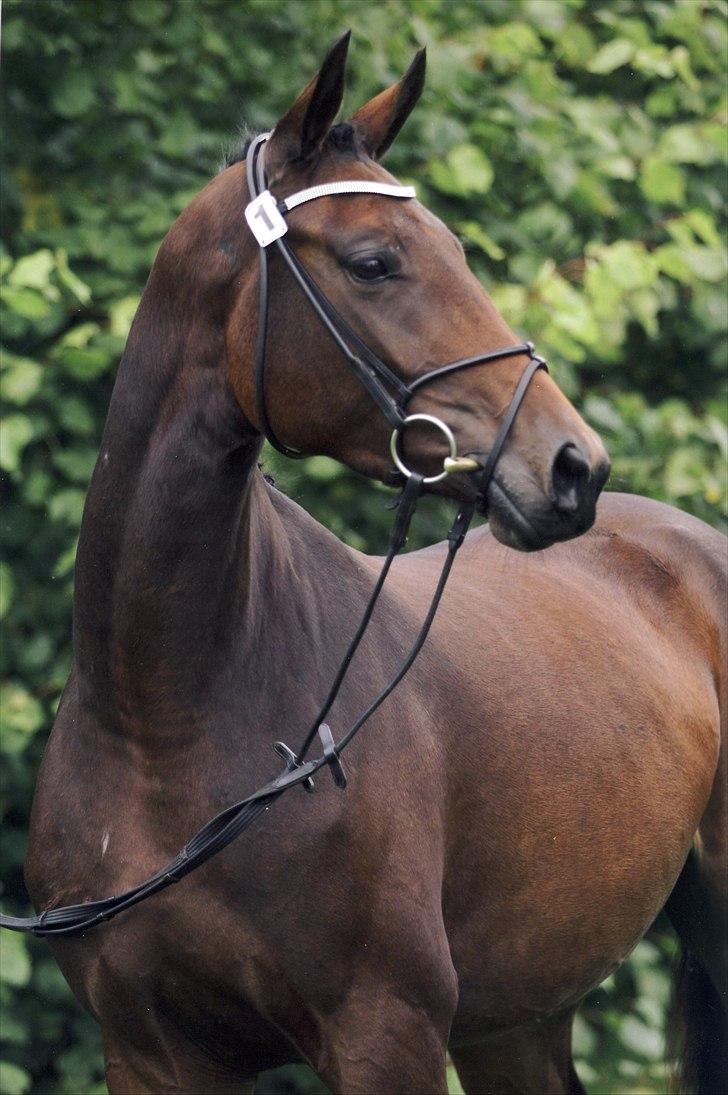 Dansk Varmblod Pretty Princess - Eliteskue 2010 - opdrættermedalje i bronze - flot af en forædlerhoppe. billede 1