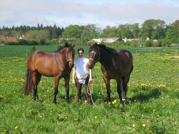 Dansk Varmblod Pretty Princess - Søster Princess, Marianne og bror Cavato billede 2