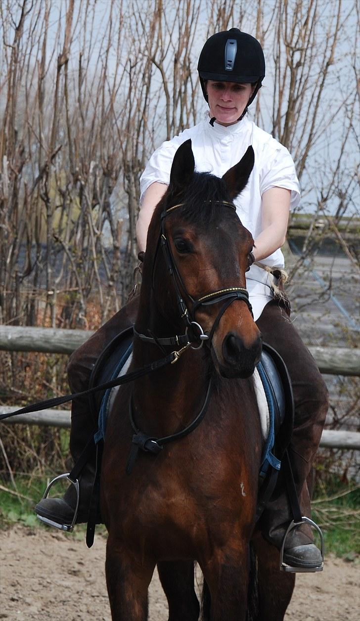 Dansk Varmblod Pretty Princess - Første gang Marianne sidder på min ryg billede 3