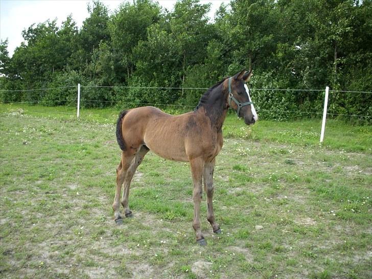Dansk Varmblod Pointsprings Maddison - Et billede af Maddi fra han skiftede farve! xD billede 19