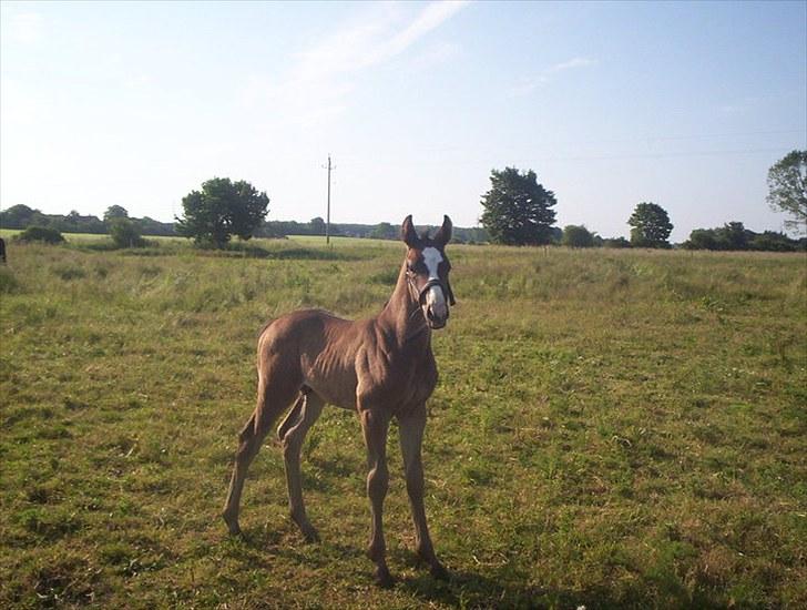 Dansk Varmblod Pointsprings Maddison - Baby Maddi. billede 20