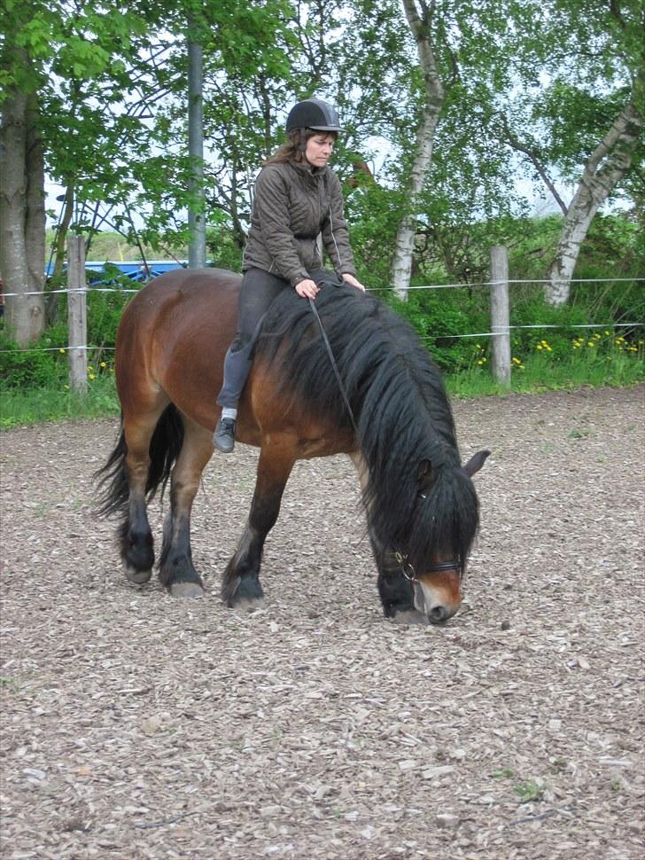 Nordsvensk Skovhest Belesto - Første gang på banen... mmmm den dufter dejligt ;D billede 9