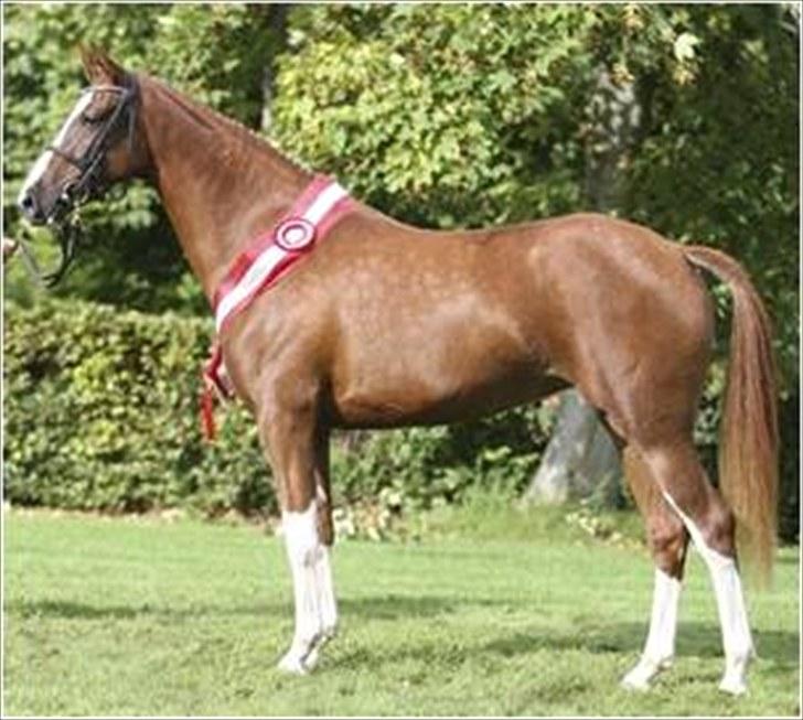 DSP Daisy - sølvmedalje hoppe - Daisy ved DSP kåring 2009 - Årets springhoppe billede 11