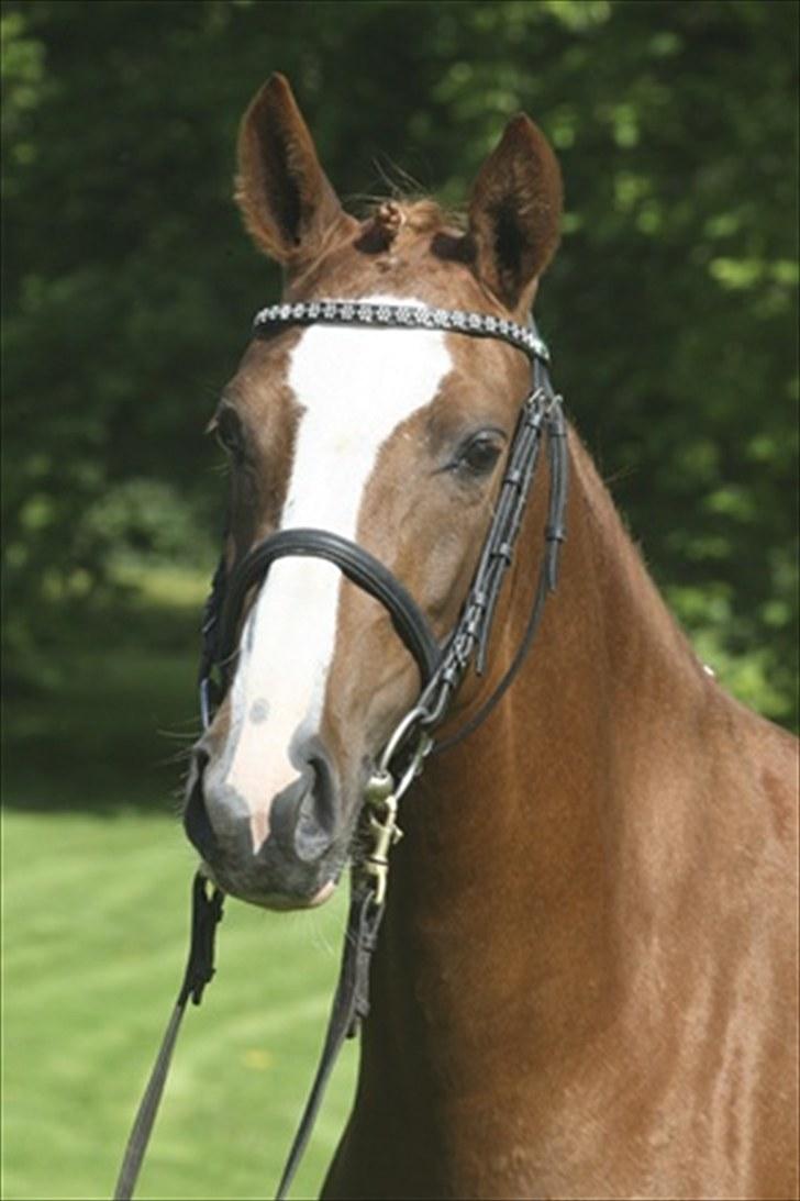 DSP Daisy - sølvmedalje hoppe - Daisy til kåring 2009 billede 12