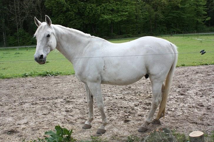 Shagya Araber (SH) Faisal - Hjemme på folden Maj 2010 billede 1