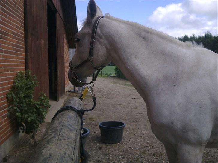 Shagya Araber (SH) Faisal - Juni 2010 Så blev det vaske hest dag... og hold da op det trængte han godt nok til billede 2