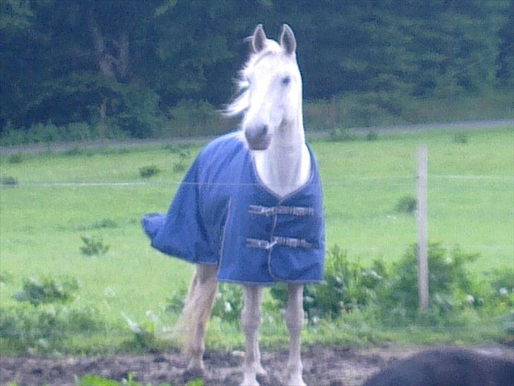 Shagya Araber (SH) Faisal - Juni 2010 Super lækker med sit nye regndækken. Han er jo en "frysepind" :-) billede 3