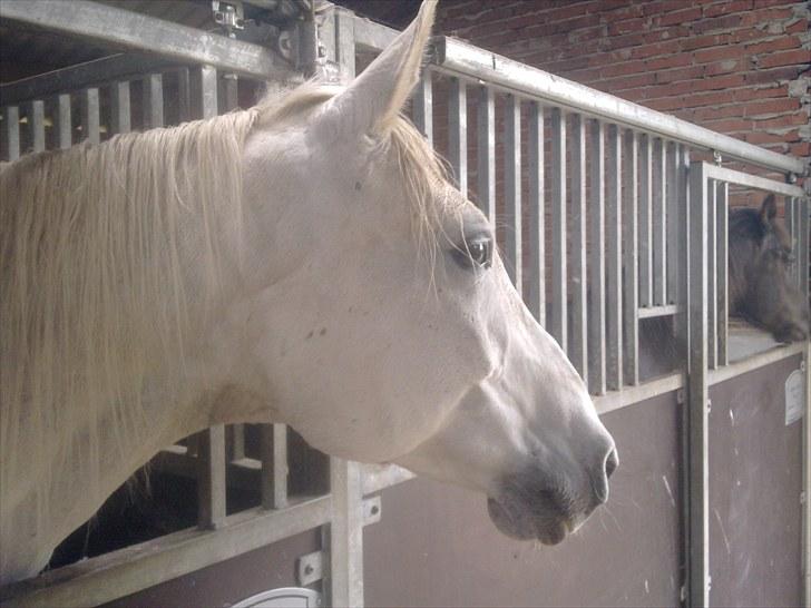 Shagya Araber (SH) Faisal - Juni 2010 lige en tur i boks med tæppe efter en vasketur. billede 4