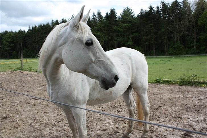 Shagya Araber (SH) Faisal - Hjemme på folden Maj 2010 billede 5