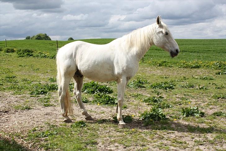 Shagya Araber (SH) Faisal - Hjemme på folden Maj 2010 billede 6