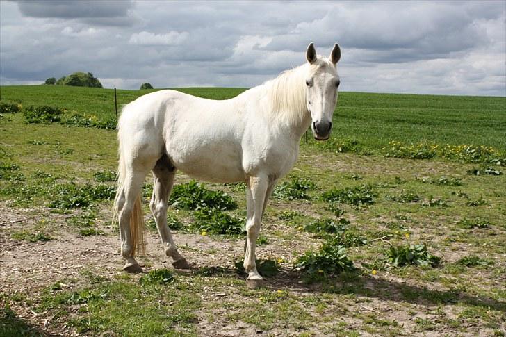 Shagya Araber (SH) Faisal - Hjemme på folden Maj 2010 billede 7