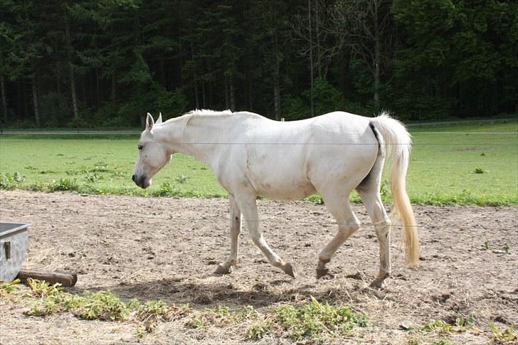 Shagya Araber (SH) Faisal - Hjemme på folden Maj 2010 billede 8
