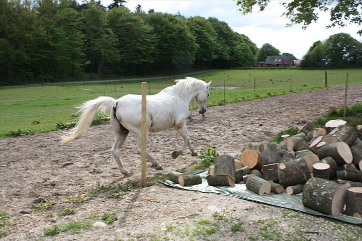 Shagya Araber (SH) Faisal - Hjemme på folden Maj 2010 billede 9