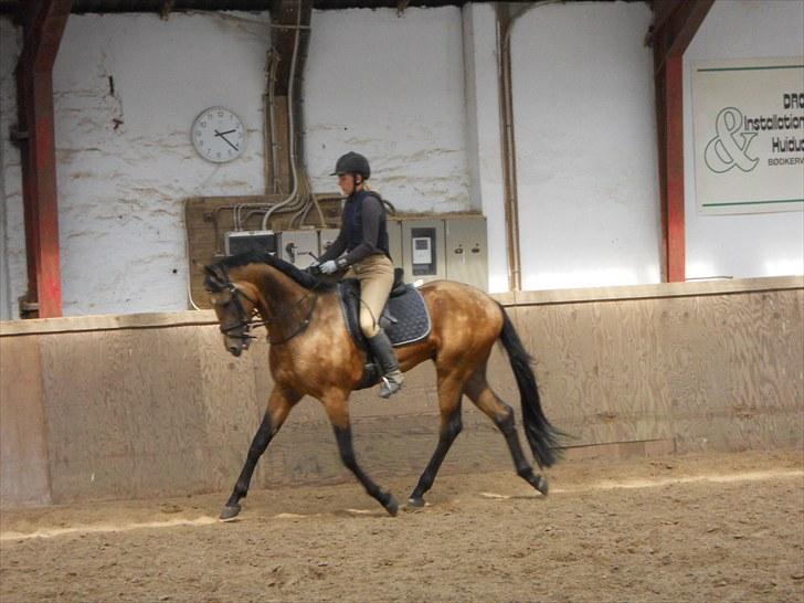 Akhal-Tekiner SHERHAN - Undervisning d. 24 maj 2010 billede 12