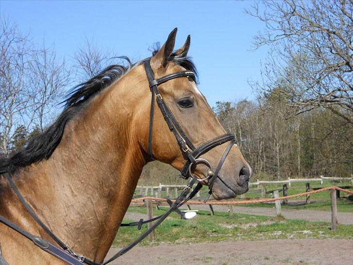 Akhal-Tekiner SHERHAN - 2. maj 2010 billede 13