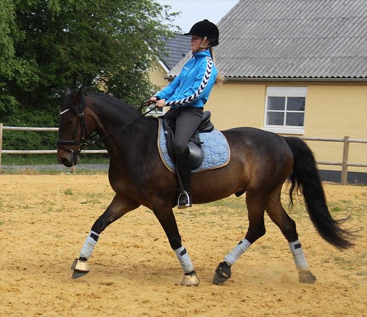 Anden særlig race Idom Aadahl's Max  - Starten på en middeltrav ! :-) billede 3