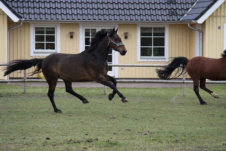 Anden særlig race Idom Aadahl's Max  - En super galop på marken ;-) billede 6