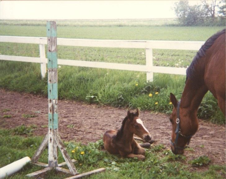 Anden særlig race Bette Las - Bette Las som følle med sin mor Twiggy billede 16