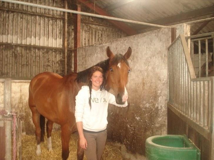 Dansk Varmblod SECOND LADY billede 19