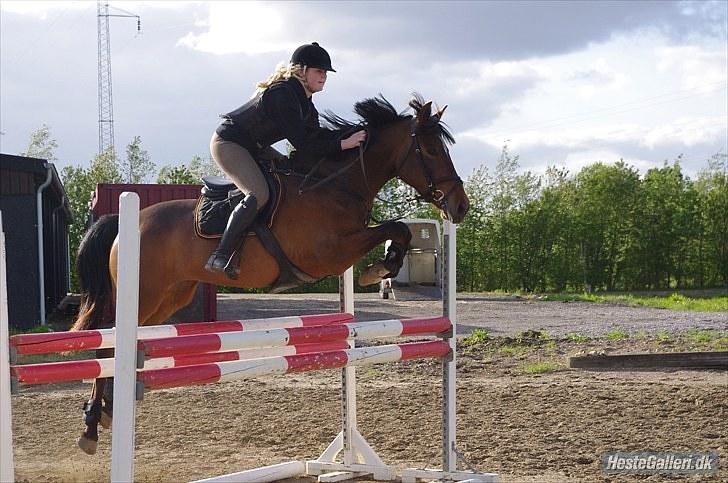 Dansk Varmblod Lille Sandagers Corona  - Træning d.25/05 2010, foto: Sarah:)  billede 17