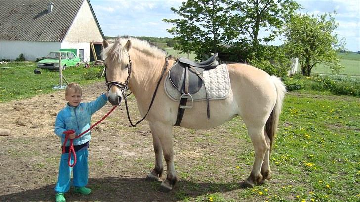 Fjordhest Flicka Solgt billede 6