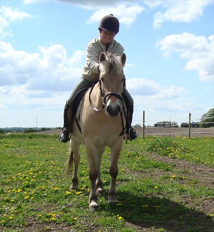 Fjordhest Flicka Solgt billede 7