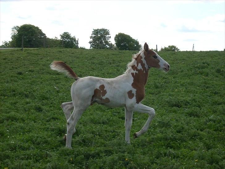 Pinto Thorgaard's Cosméo himmelhest billede 10
