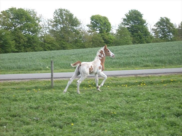 Pinto Thorgaard's Cosméo himmelhest billede 11