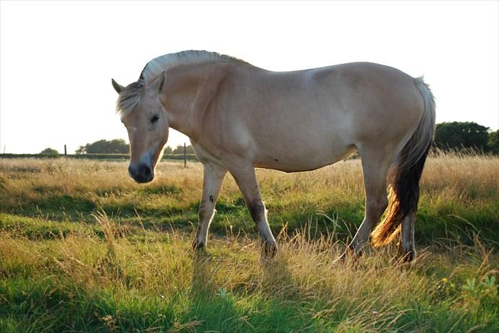 Fjordhest Klithusets Musse  billede 17