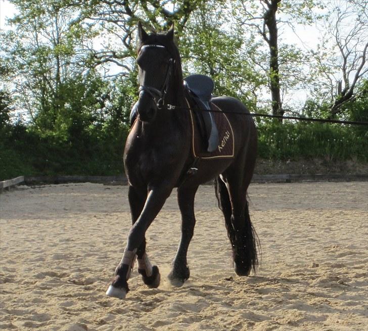 Frieser Søndergaards Kenai billede 11