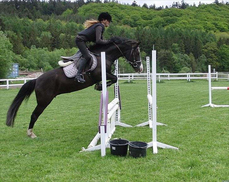 Anden særlig race Lady billede 7