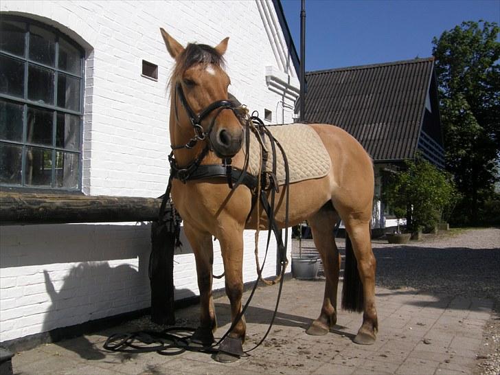 Oldenborg /Fjordhest - Vejlbygård's Yasmin - Så er vi for alvor gået i gang med at tilkøre Yasmin... Hun gør det bare så godt... billede 19