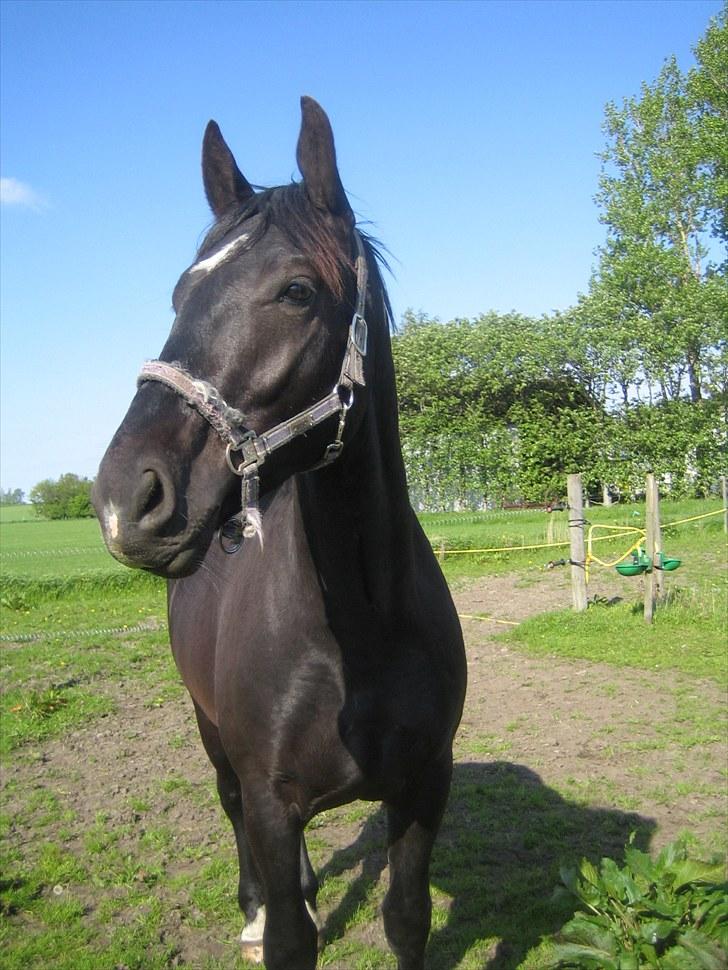 Oldenborg Pibeholms jupiter (solgt) billede 14