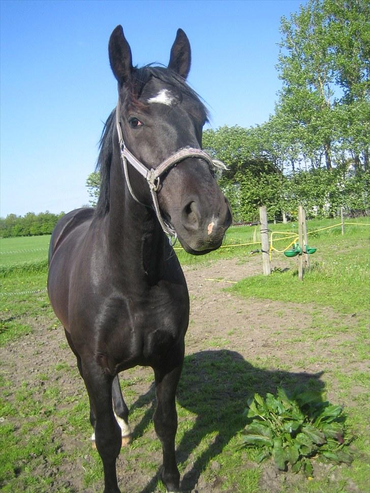 Oldenborg Pibeholms jupiter (solgt) billede 15