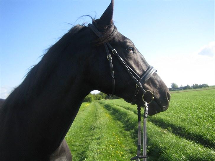 Oldenborg Pibeholms jupiter (solgt) billede 16