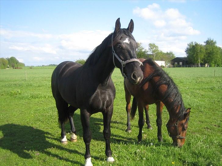 Oldenborg Pibeholms jupiter (solgt) billede 17