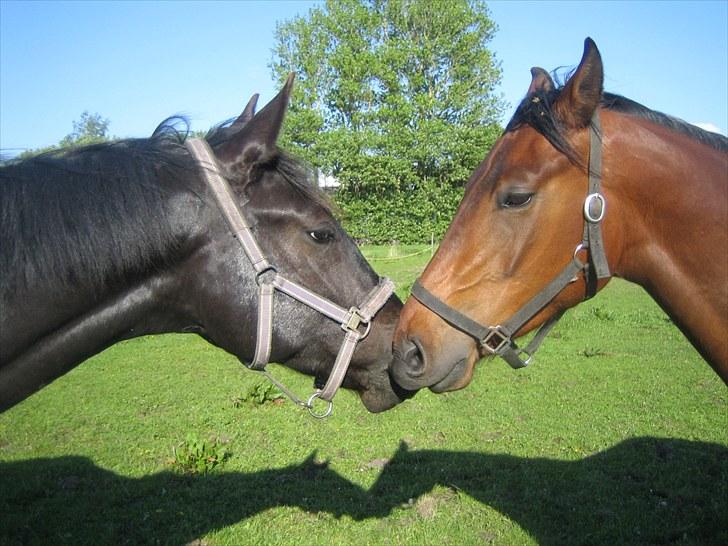 Oldenborg Pibeholms jupiter (solgt) billede 18