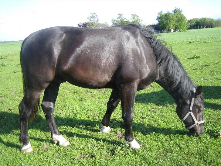 Oldenborg Pibeholms jupiter (solgt) billede 19