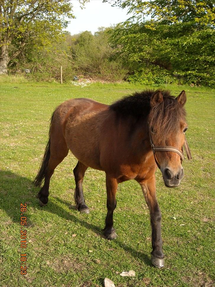 Anden særlig race Rosa R.I.P.<333Miss you † - (20)
Fordi Rosa, verden giver slet ikke mening uden dig! lov mig du får det godt på de evige græsmarker!<3 for rosa,, du var noget af det dejligste væsen man kunne få fat i!:*
Foto: Mig billede 20