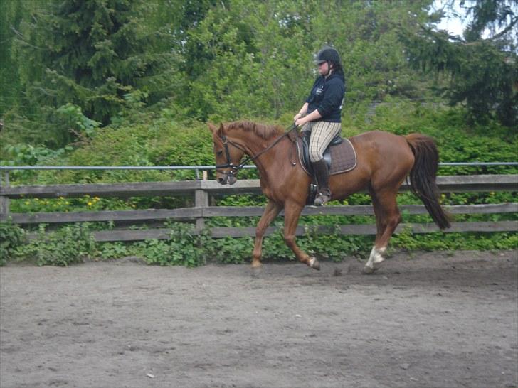 Fuldblod (XX) Malou *RIP* billede 14