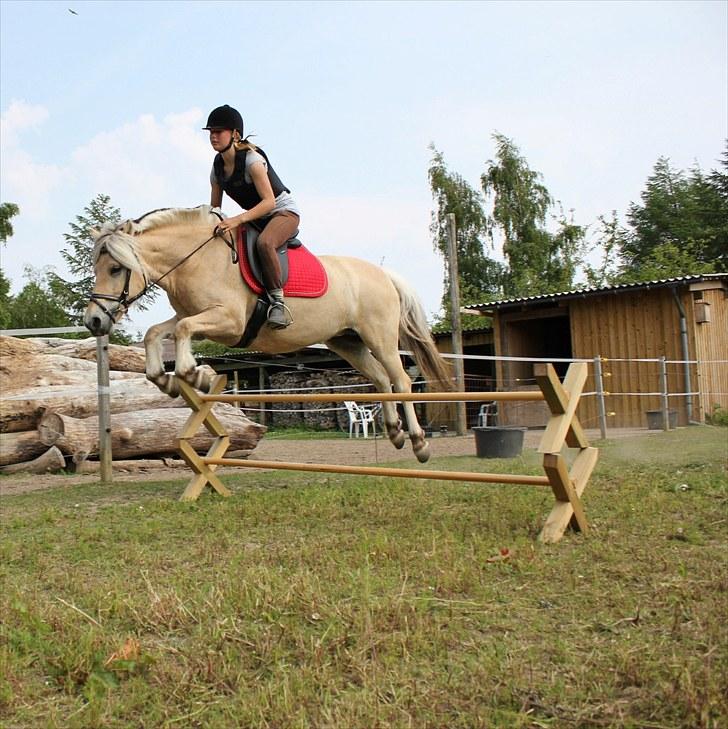 Fjordhest Refstrups Lucinda - 80 cm spring -DET ER FORBUDT AT KOPIERE BILLEDERNE ! billede 17
