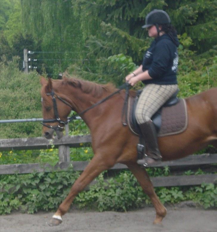 Fuldblod (XX) Malou *RIP* billede 15