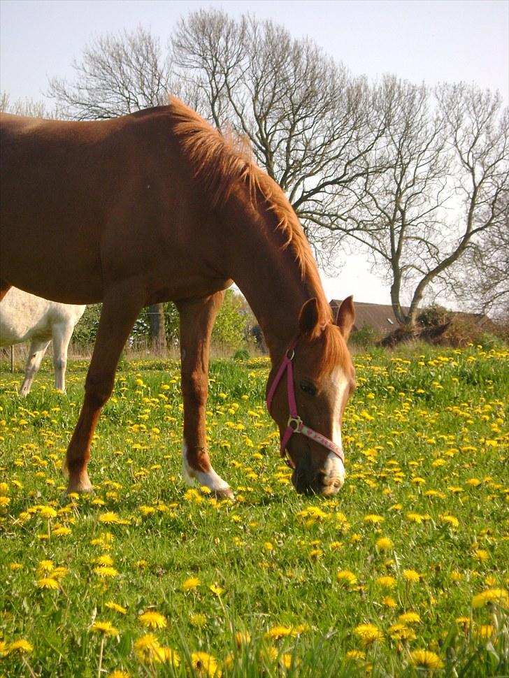 Anden særlig race Bella - Du elsker bare græs<3 billede 20