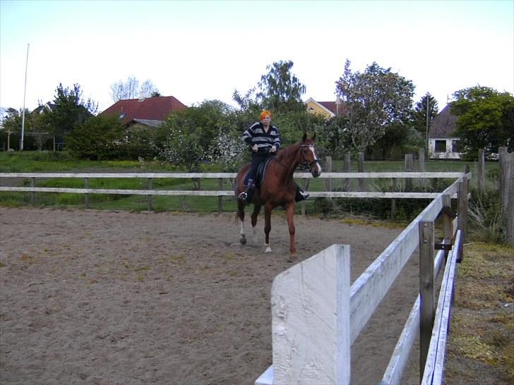 Dansk Varmblod  Lapaloma (solgt) billede 2