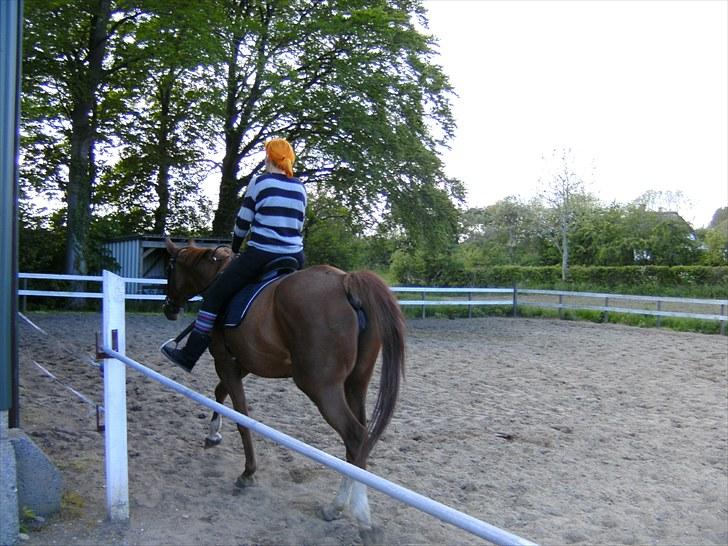 Dansk Varmblod  Lapaloma (solgt) billede 3