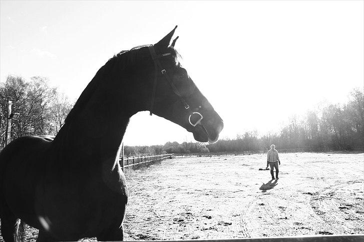 Dansk Varmblod Alingus - © Sara Bach Henriksen billede 3