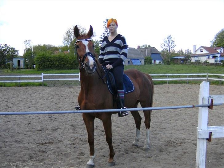 Dansk Varmblod  Lapaloma (solgt) billede 4