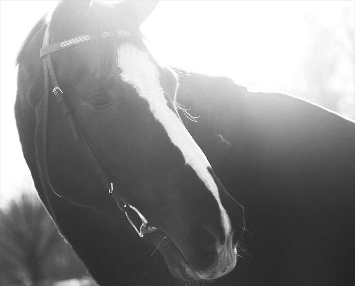 Dansk Varmblod Alingus - © Sara Bach Henriksen billede 4